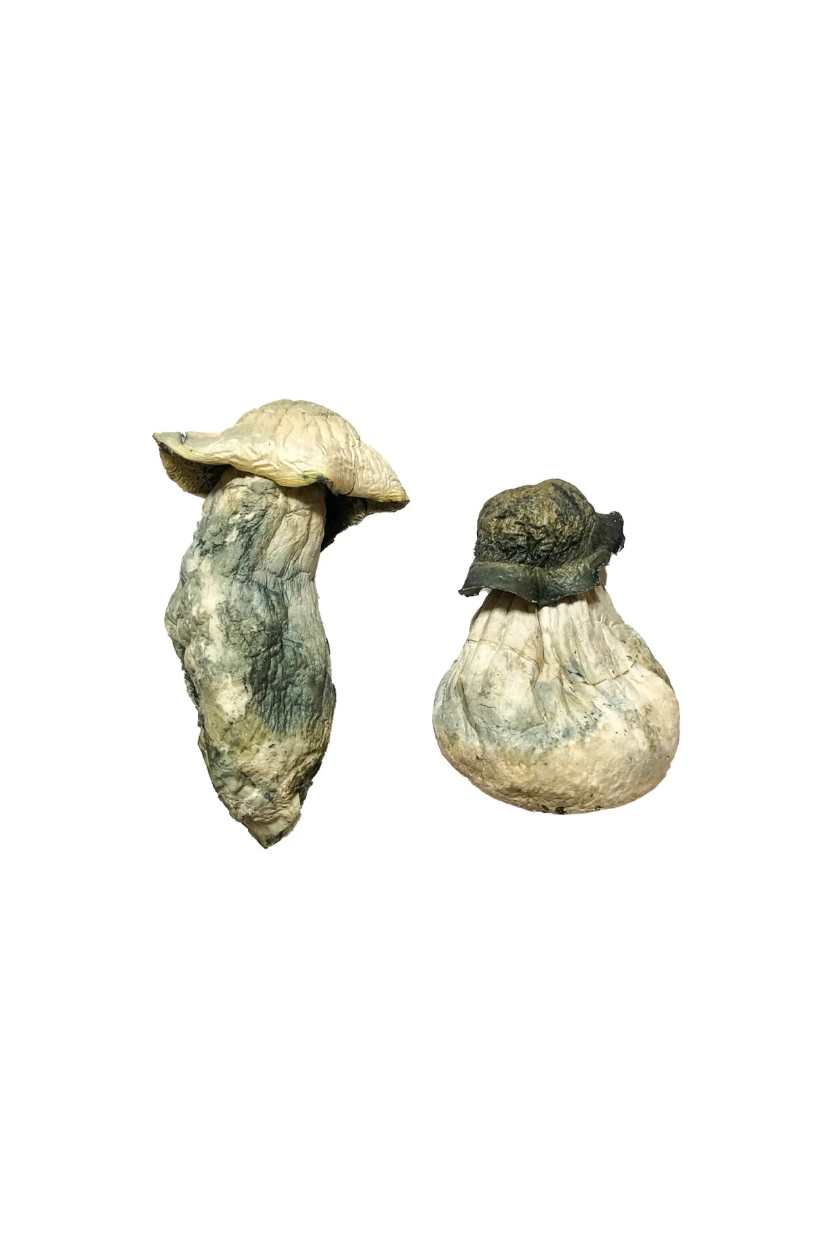 APE Magic Mushrooms