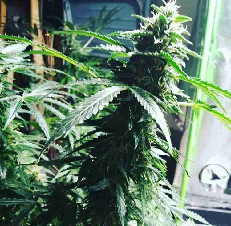 Auto-flowering Seeds