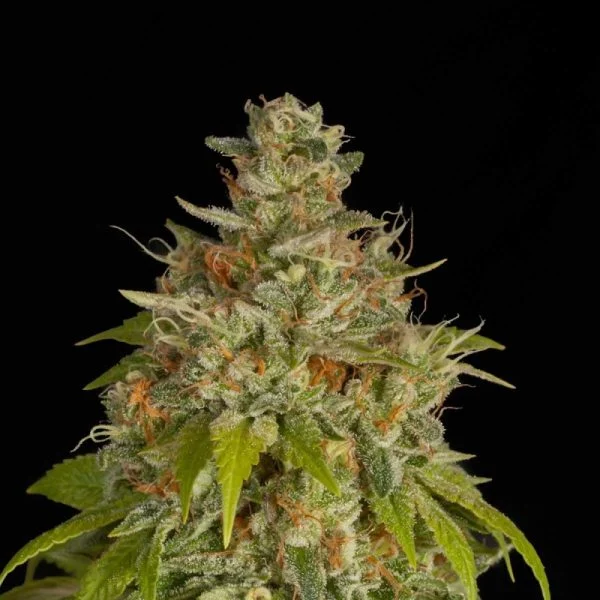 Blue Dream Feminized thumbnail 1