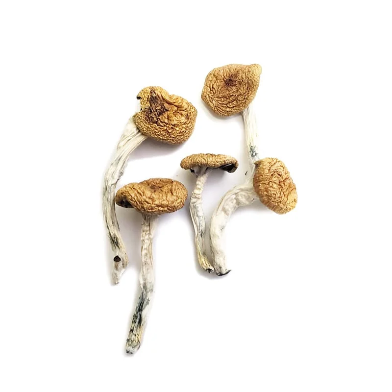 Burmese Magic Mushrooms thumbnail 2