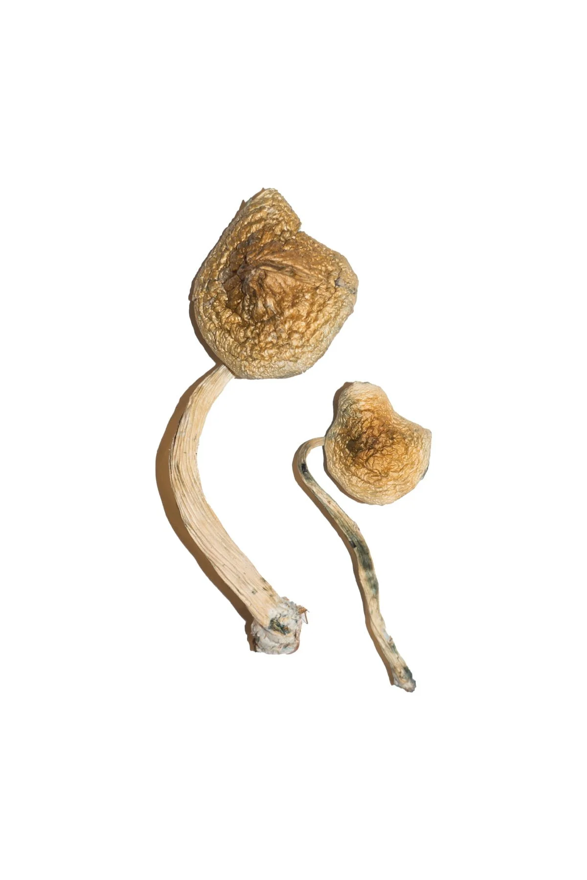 Cuban Magic Mushrooms thumbnail 1