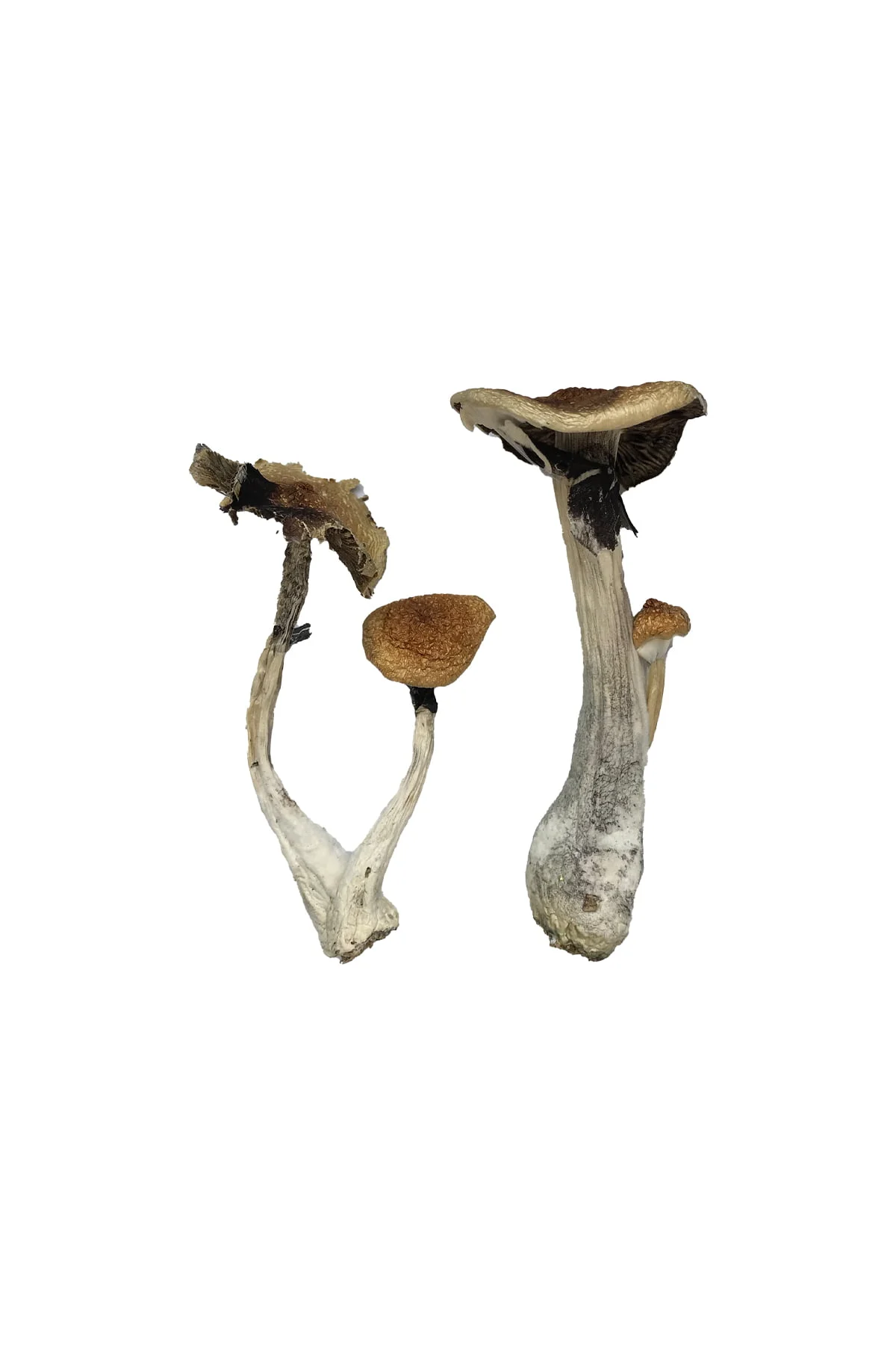 Koh Samui Magic Mushrooms thumbnail 1
