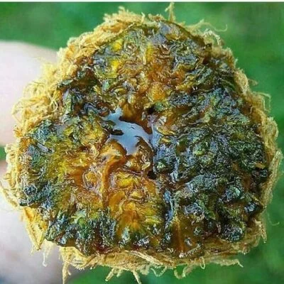 Martian Rocks Weed thumbnail 2