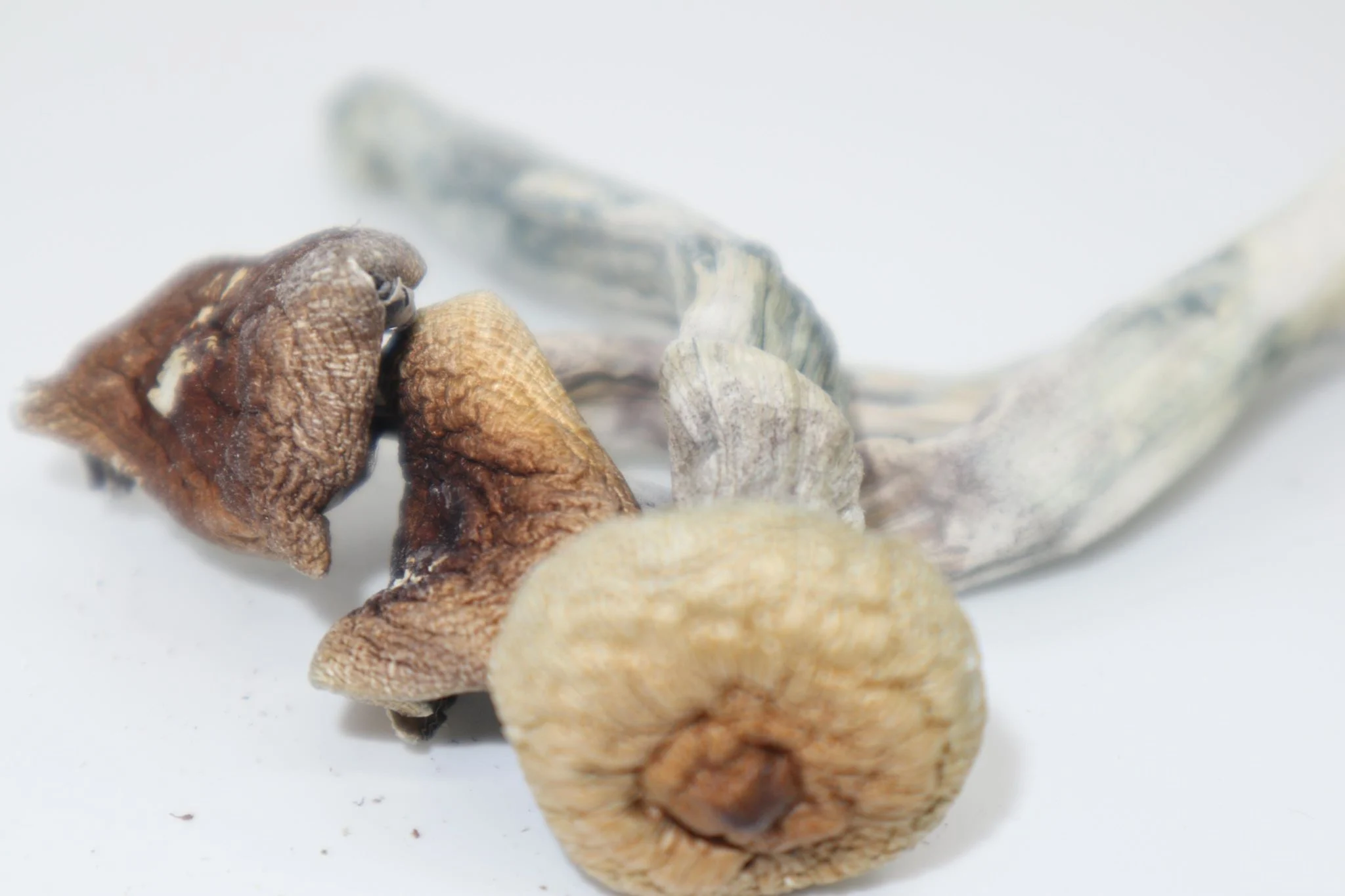 Mazatapec mushrooms