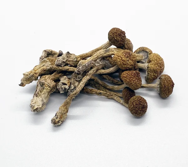Mexican Magic Mushrooms thumbnail 1