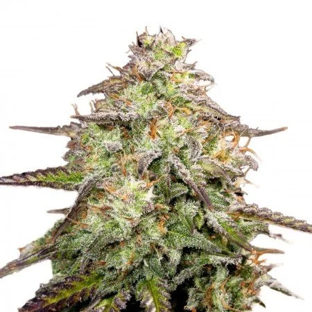 Money Maker Seeds