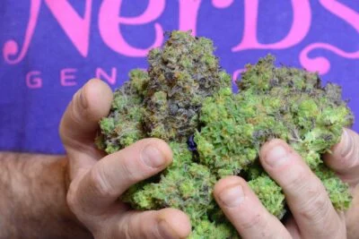 Nerds strain | Genetics Marijuana Strain thumbnail 2