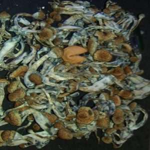 Psilocybin Cubensis