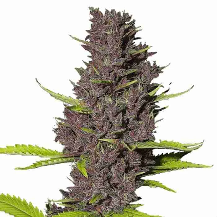 Purple Kush Feminized Seeds