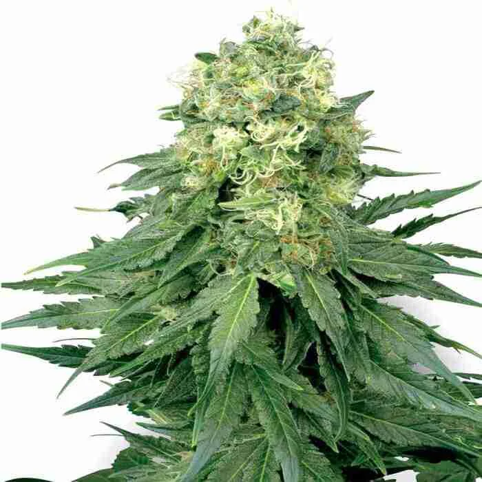 White Widow Feminized Seeds