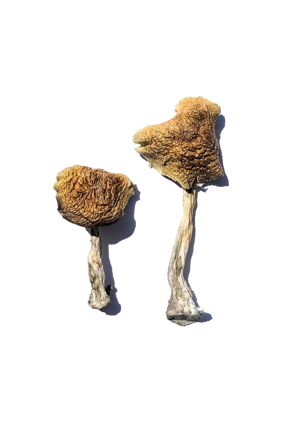Wollongong Magic Mushrooms